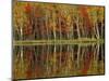 Fall Foliage and Birch Reflections, Hiawatha National Forest, Michigan, USA-Claudia Adams-Mounted Photographic Print