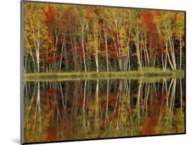 Fall Foliage and Birch Reflections, Hiawatha National Forest, Michigan, USA-Claudia Adams-Mounted Photographic Print