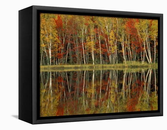 Fall Foliage and Birch Reflections, Hiawatha National Forest, Michigan, USA-Claudia Adams-Framed Stretched Canvas
