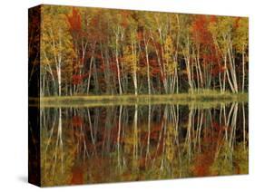 Fall Foliage and Birch Reflections, Hiawatha National Forest, Michigan, USA-Claudia Adams-Stretched Canvas