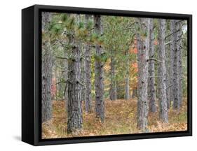 Fall Foliage and Pine Trees in the Forest.-Julianne Eggers-Framed Stretched Canvas
