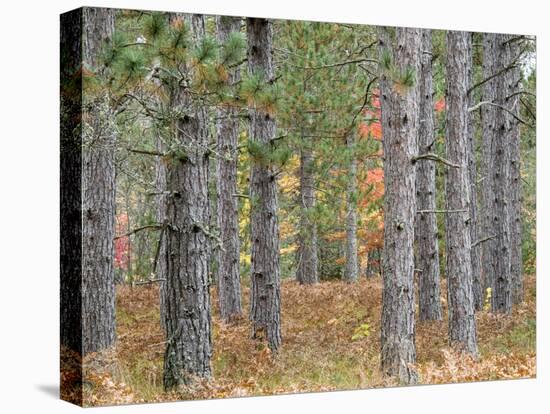 Fall Foliage and Pine Trees in the Forest.-Julianne Eggers-Stretched Canvas