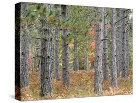 Fall Foliage and Pine Trees in the Forest.-Julianne Eggers-Stretched Canvas