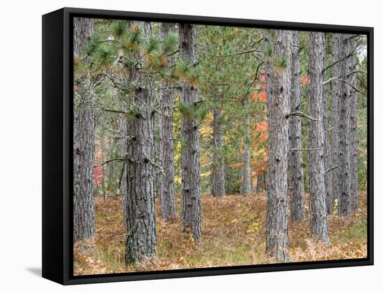 Fall Foliage and Pine Trees in the Forest.-Julianne Eggers-Framed Stretched Canvas