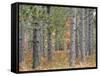 Fall Foliage and Pine Trees in the Forest.-Julianne Eggers-Framed Stretched Canvas