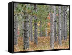 Fall Foliage and Pine Trees in the Forest.-Julianne Eggers-Framed Stretched Canvas