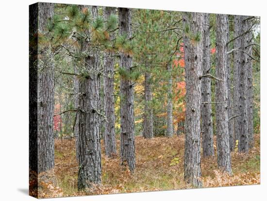 Fall Foliage and Pine Trees in the Forest.-Julianne Eggers-Stretched Canvas