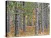 Fall Foliage and Pine Trees in the Forest.-Julianne Eggers-Stretched Canvas