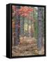 Fall Foliage and Pine Trees in the Forest.-Julianne Eggers-Framed Stretched Canvas