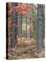 Fall Foliage and Pine Trees in the Forest.-Julianne Eggers-Stretched Canvas