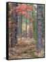 Fall Foliage and Pine Trees in the Forest.-Julianne Eggers-Framed Stretched Canvas