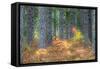 Fall Foliage and Pine Trees in the Forest.-Julianne Eggers-Framed Stretched Canvas