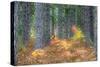 Fall Foliage and Pine Trees in the Forest.-Julianne Eggers-Stretched Canvas