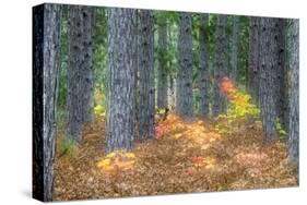 Fall Foliage and Pine Trees in the Forest.-Julianne Eggers-Stretched Canvas