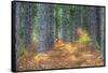 Fall Foliage and Pine Trees in the Forest.-Julianne Eggers-Framed Stretched Canvas