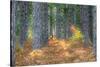 Fall Foliage and Pine Trees in the Forest.-Julianne Eggers-Stretched Canvas