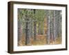 Fall Foliage and Pine Trees in the Forest.-Julianne Eggers-Framed Photographic Print