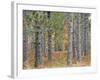 Fall Foliage and Pine Trees in the Forest.-Julianne Eggers-Framed Photographic Print