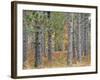 Fall Foliage and Pine Trees in the Forest.-Julianne Eggers-Framed Photographic Print