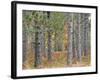 Fall Foliage and Pine Trees in the Forest.-Julianne Eggers-Framed Photographic Print