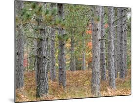 Fall Foliage and Pine Trees in the Forest.-Julianne Eggers-Mounted Photographic Print