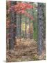 Fall Foliage and Pine Trees in the Forest.-Julianne Eggers-Mounted Photographic Print