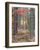 Fall Foliage and Pine Trees in the Forest.-Julianne Eggers-Framed Photographic Print