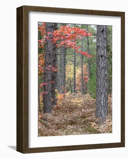 Fall Foliage and Pine Trees in the Forest.-Julianne Eggers-Framed Photographic Print