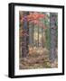 Fall Foliage and Pine Trees in the Forest.-Julianne Eggers-Framed Photographic Print