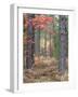 Fall Foliage and Pine Trees in the Forest.-Julianne Eggers-Framed Photographic Print