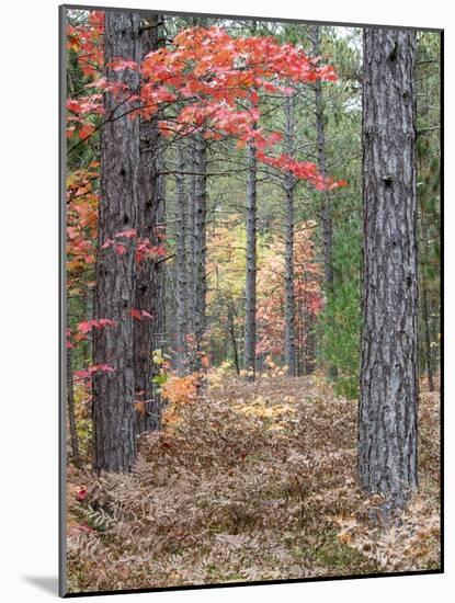 Fall Foliage and Pine Trees in the Forest.-Julianne Eggers-Mounted Photographic Print