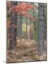 Fall Foliage and Pine Trees in the Forest.-Julianne Eggers-Mounted Photographic Print