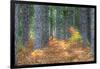 Fall Foliage and Pine Trees in the Forest.-Julianne Eggers-Framed Photographic Print