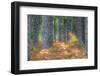 Fall Foliage and Pine Trees in the Forest.-Julianne Eggers-Framed Photographic Print