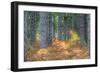 Fall Foliage and Pine Trees in the Forest.-Julianne Eggers-Framed Photographic Print