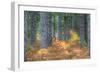 Fall Foliage and Pine Trees in the Forest.-Julianne Eggers-Framed Photographic Print