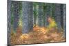 Fall Foliage and Pine Trees in the Forest.-Julianne Eggers-Mounted Photographic Print