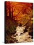 Fall Foliage and Running Stream, Grindsbrook Edale, Peak District, Derbyshire, England, UK-David Hughes-Stretched Canvas