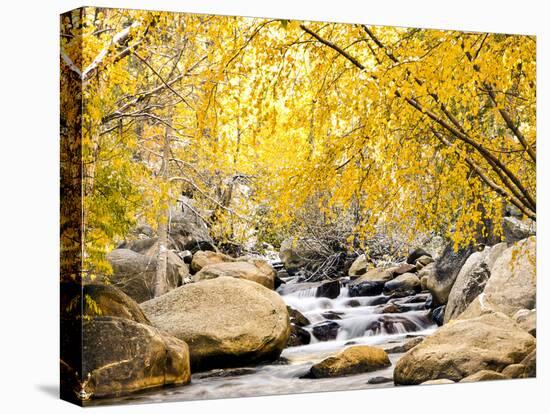 Fall Foliage at Creek, Eastern Sierra Foothills, California, USA-Tom Norring-Stretched Canvas