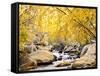 Fall Foliage at Creek, Eastern Sierra Foothills, California, USA-Tom Norring-Framed Stretched Canvas