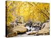 Fall Foliage at Creek, Eastern Sierra Foothills, California, USA-Tom Norring-Stretched Canvas