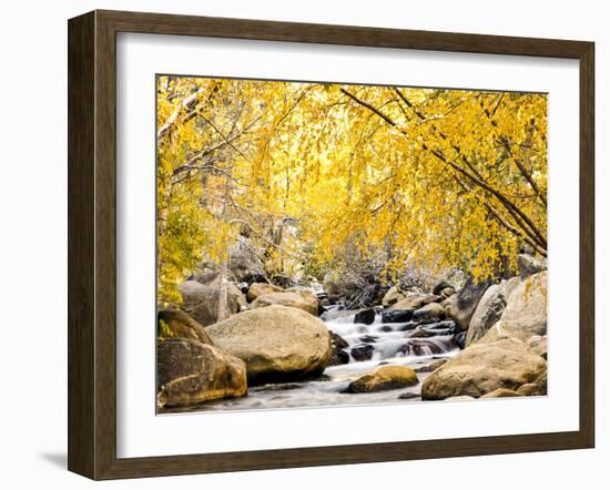 Fall Foliage at Creek, Eastern Sierra Foothills, California, USA-Tom Norring-Framed Premium Photographic Print