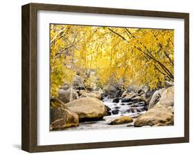 Fall Foliage at Creek, Eastern Sierra Foothills, California, USA-Tom Norring-Framed Premium Photographic Print