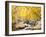 Fall Foliage at Creek, Eastern Sierra Foothills, California, USA-Tom Norring-Framed Premium Photographic Print