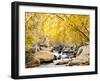 Fall Foliage at Creek, Eastern Sierra Foothills, California, USA-Tom Norring-Framed Premium Photographic Print