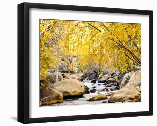 Fall Foliage at Creek, Eastern Sierra Foothills, California, USA-Tom Norring-Framed Photographic Print