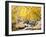 Fall Foliage at Creek, Eastern Sierra Foothills, California, USA-Tom Norring-Framed Photographic Print