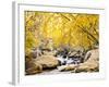 Fall Foliage at Creek, Eastern Sierra Foothills, California, USA-Tom Norring-Framed Photographic Print