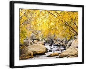 Fall Foliage at Creek, Eastern Sierra Foothills, California, USA-Tom Norring-Framed Photographic Print