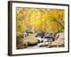 Fall Foliage at Creek, Eastern Sierra Foothills, California, USA-Tom Norring-Framed Photographic Print